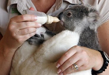 All Koala Bracelet Profits Will Be Donated