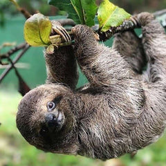 Costa Rica Sloth