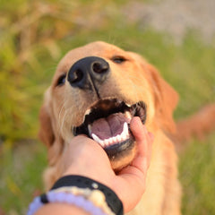 Adopt Don't Shop