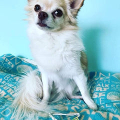 Adopt Don't Shop